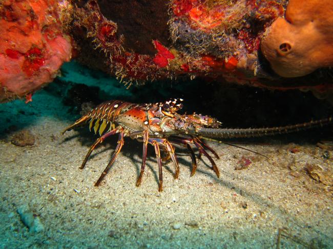 Discovering Martinique with the Lobster