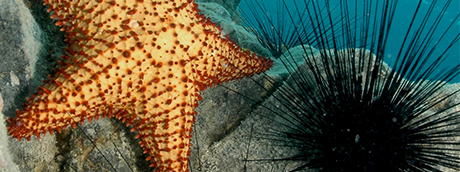 Starfish and diamond urchin