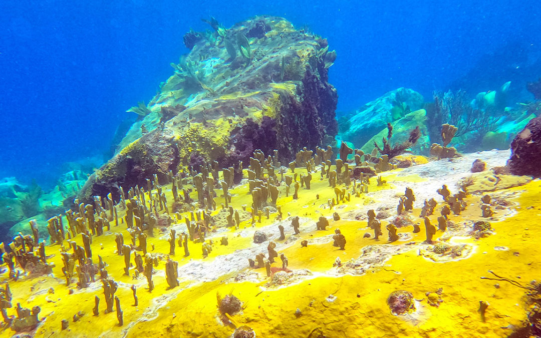 Faire de la plongée à Anse Fortune