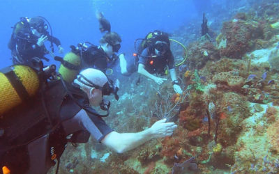 Diving at the Whale Point