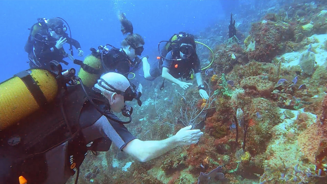 Divers at the Whale