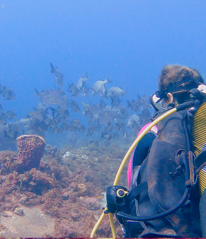 Une plongeuse qui regarde un banc de Lipus