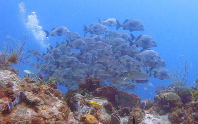 Diving at Burgos Point