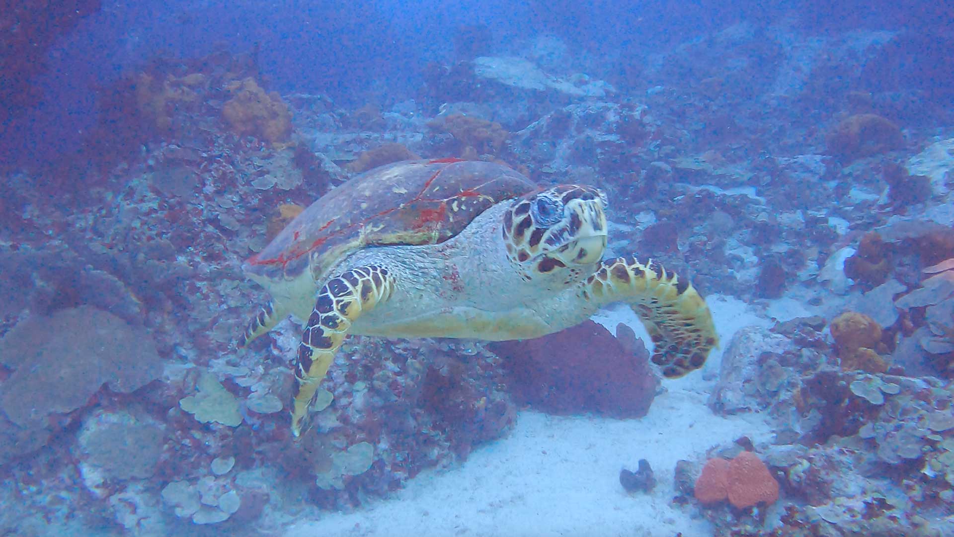 Une tortue en plongée